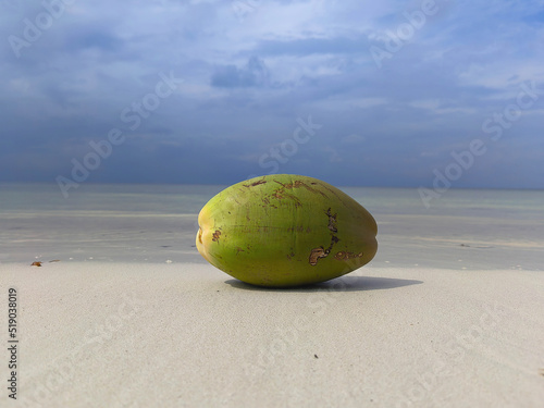 Green coconut fallen from palm tree in Grand Anse beach on Praslin island, Seychelles, on a cloudy day in front of the sea
