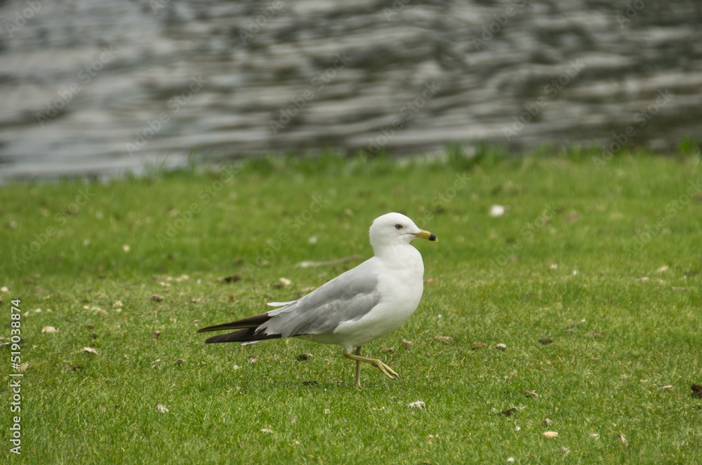 A Ring Billed Gull on the Grass