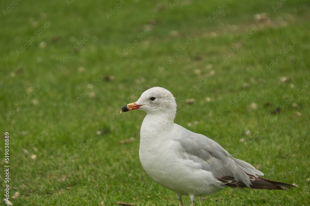 A Ring Billed Gull on the Grass A Ring Billed Gull on the Grass