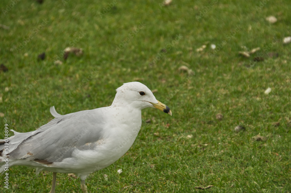 A Ring Billed Gull on the Grass A Ring Billed Gull on the Grass