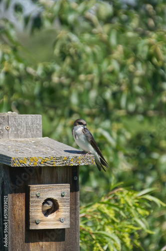Tree Swallow on a Bird House