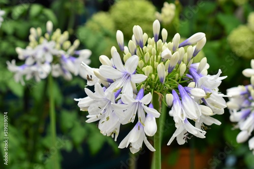 アガパンサス：ツイスター