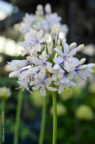 アガパンサス：ツイスター