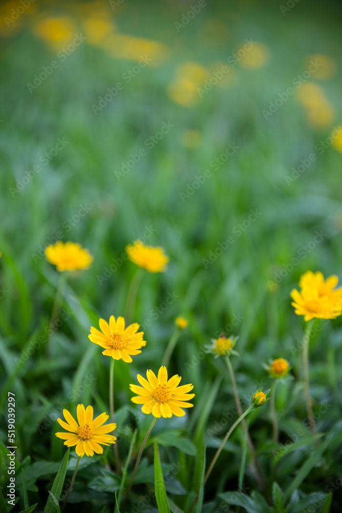 field of dandelions field of dandelions
