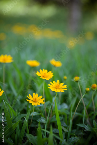 Fototapeta Naklejka Na Ścianę i Meble -  yellow flowers in the garden
