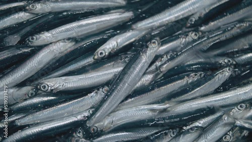 A large number of anchovy fishes seen in hunting season right after the net is drawn back into trawler. photo