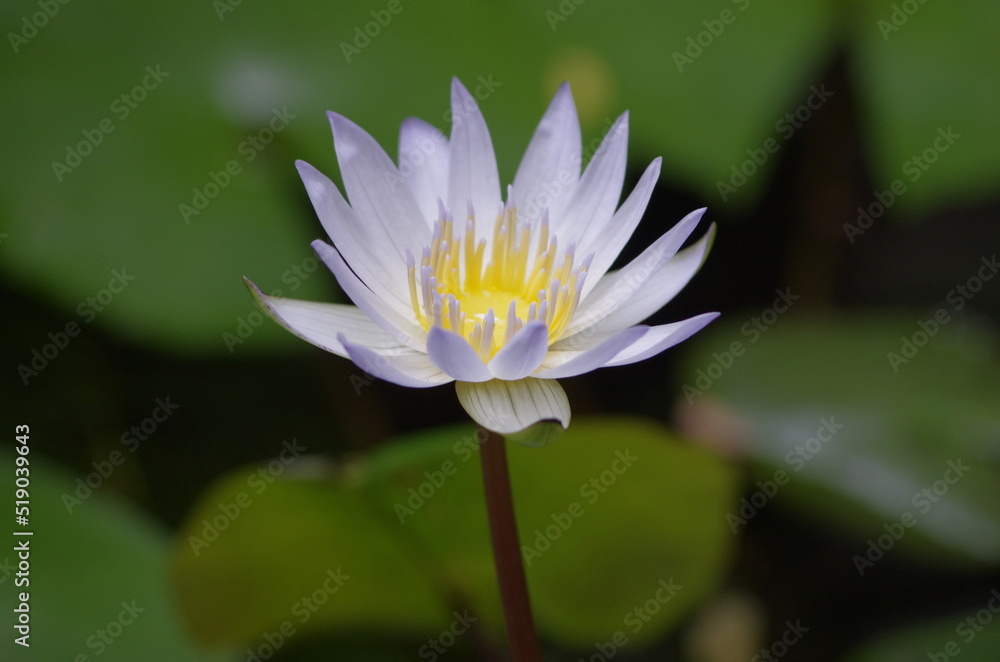 Purple Lotus Purple Lotus