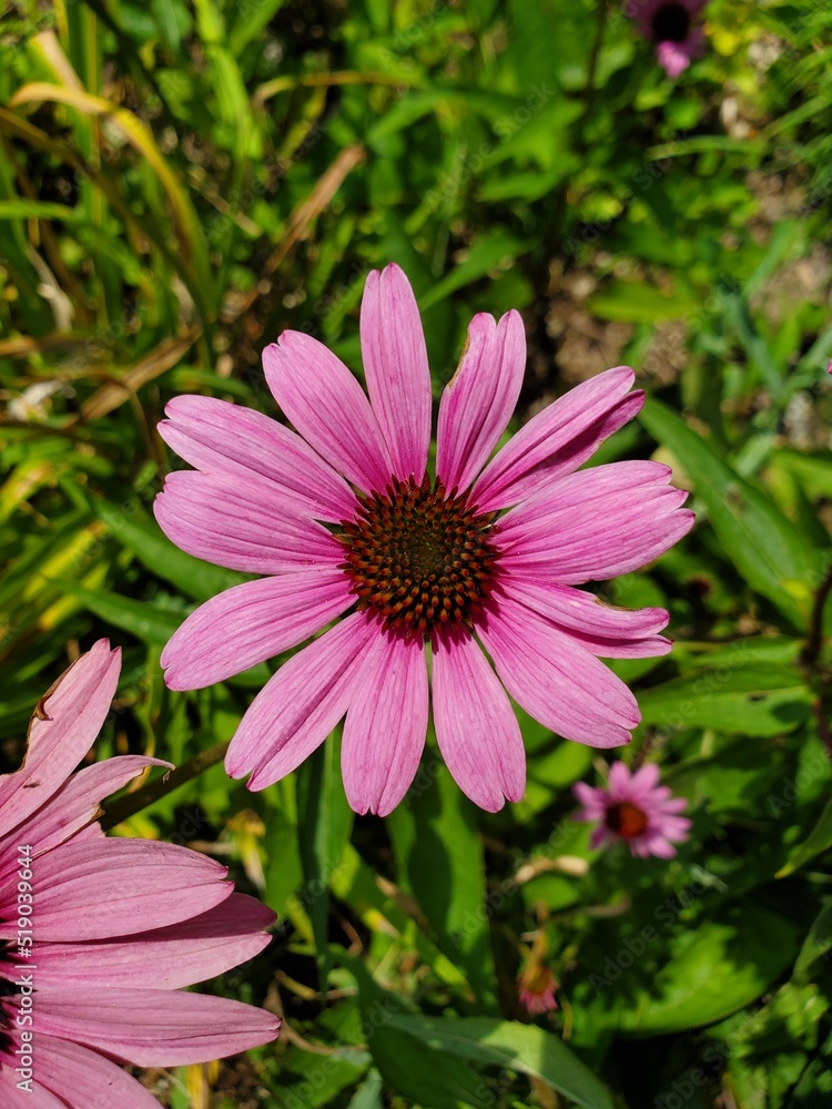 pink coneflower pink coneflower