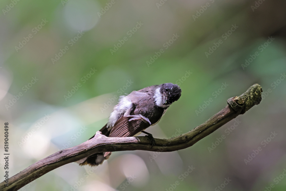 The Fantail Flycatchers on a branch