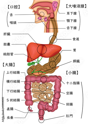消化器系　構造　イラスト