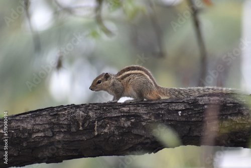 squirrel in the forest © Mohan