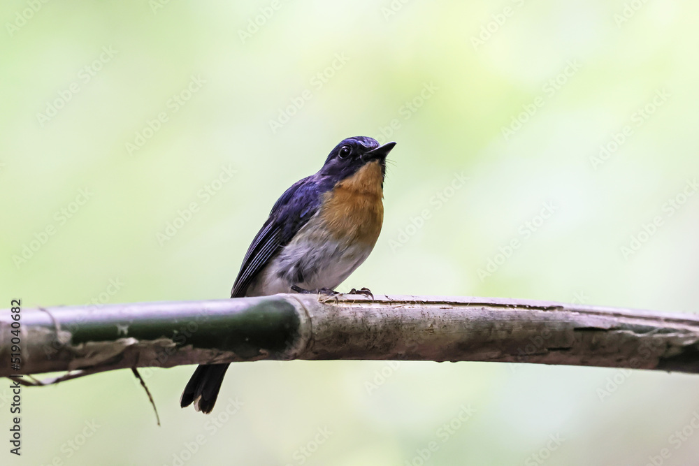 Fototapeta premium The Tickell's Blue Flycatcher on a branch