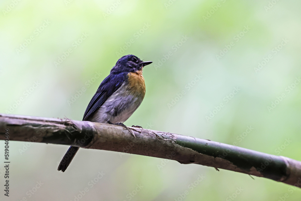 The Tickell's Blue Flycatcher on a branch The Tickell's Blue Flycatcher on a branch