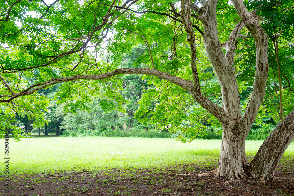 樹木の緑と休日の公園 樹木の緑と休日の公園