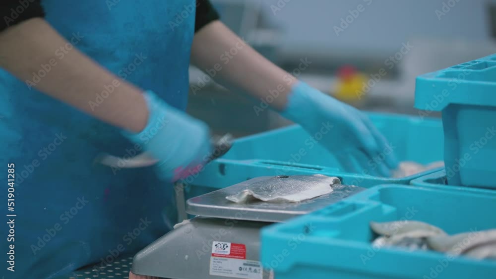 A worker is sizing and weighting up fish pieces in a marine food factory. A worker is sizing and weighting up fish pieces in a marine food factory.