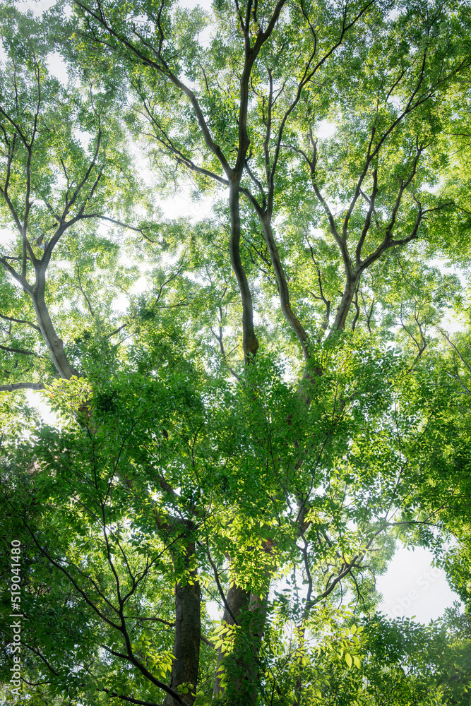 Fototapeta premium 木々の緑と自然の力