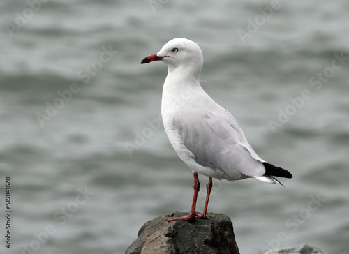 Silver gull seagull bird sitting on a rock overlooking the ocean