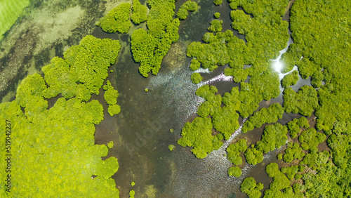 Tropical landscape with mangrove forest in wetland from above on Siargao island, Philippines.