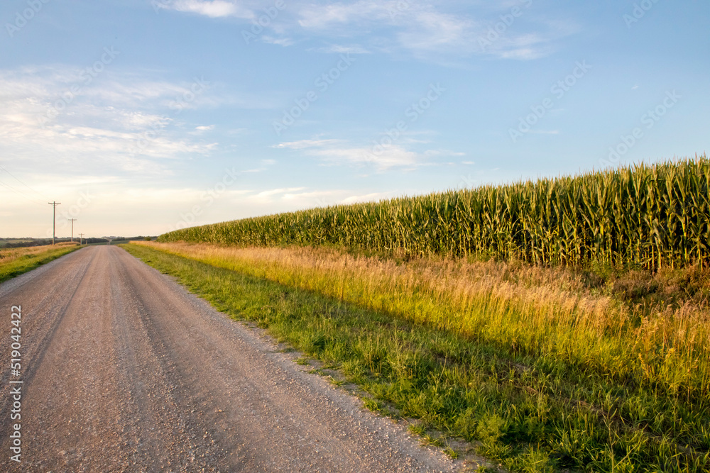 Iowa country road and corn field