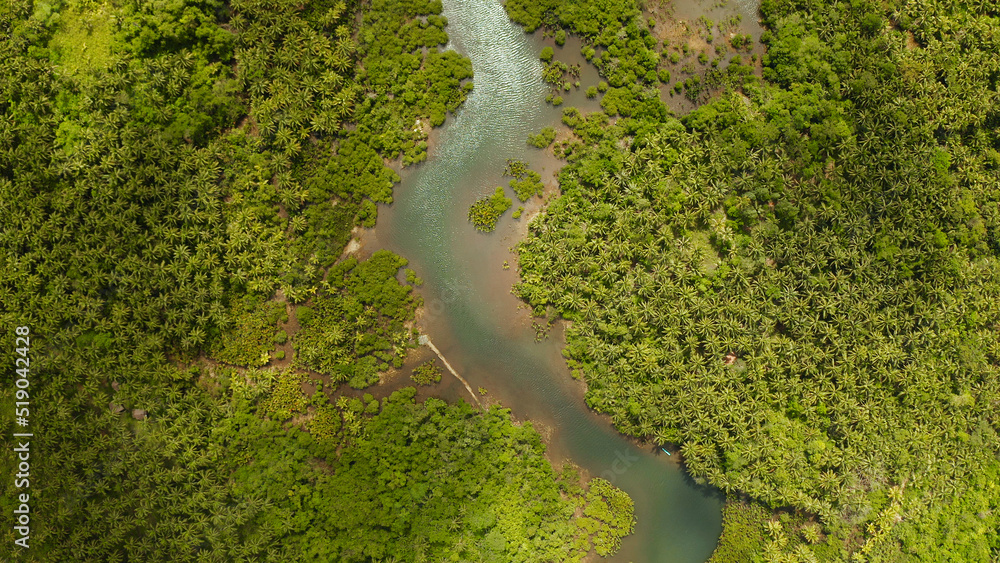 River in tropical mangrove green tree forest top view. Mangrove jungles, trees, river. Mangrove landscape