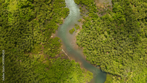 River in tropical mangrove green tree forest top view. Mangrove jungles, trees, river. Mangrove landscape