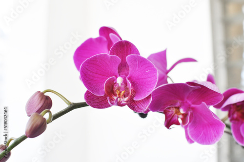 Fototapeta Naklejka Na Ścianę i Meble -  Purple pink phalaenopsis flowers on white background. known as butterfly orchids.