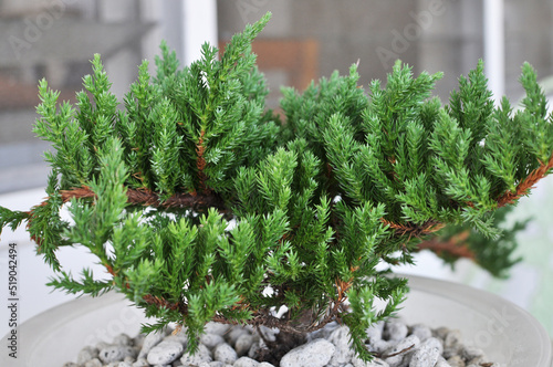 Juniper Bonsai Tree in Plastic pot at home
