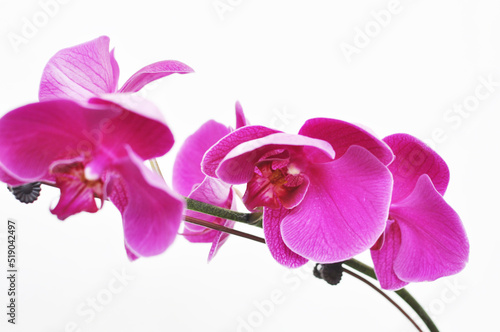 Purple pink phalaenopsis flowers on white background. known as butterfly orchids.