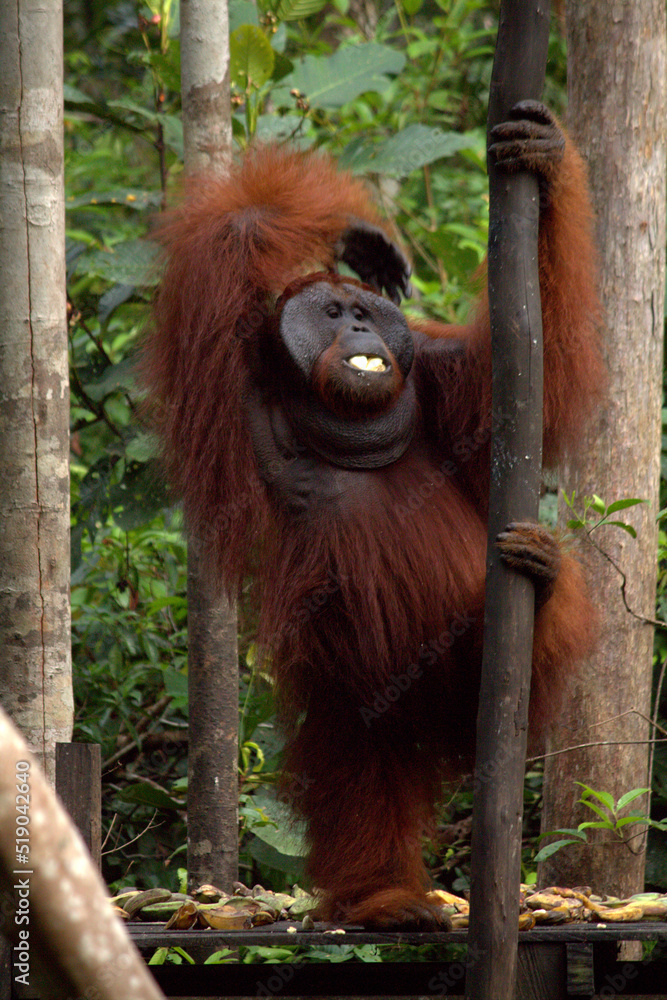 Obraz premium Pangkalan Bun, Borneo, Indonesia - July 23, 2022: Orang Utan eat Bananas in the jungle