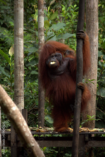 Pangkalan Bun, Borneo, Indonesia - July 23, 2022: Orang Utan eat Bananas in the jungle