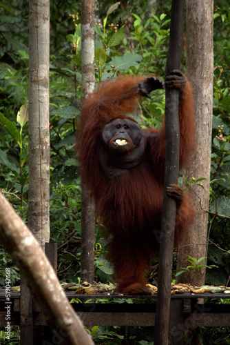 Pangkalan Bun, Borneo, Indonesia - July 23, 2022: Orang Utan eat Bananas in the jungle