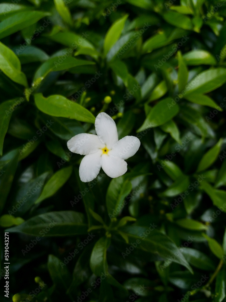 Jasmine also known as Jasmine also known as