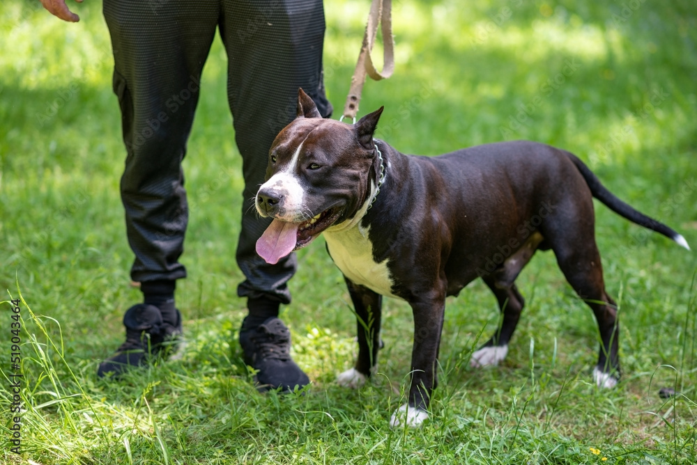 The pit bull stands on the green grass next to the owner The pit bull stands on the green grass next to the owner