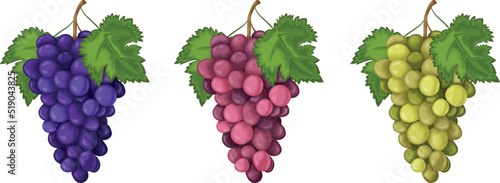 Grape. A set of grapes of three colors. Red blue and green grapes. Sweet ripe berries. Vegetarian organic product. Vector illustration