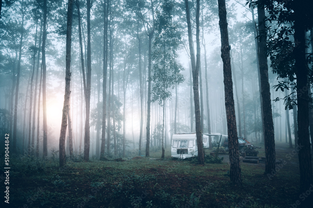 Naklejka premium pine forest