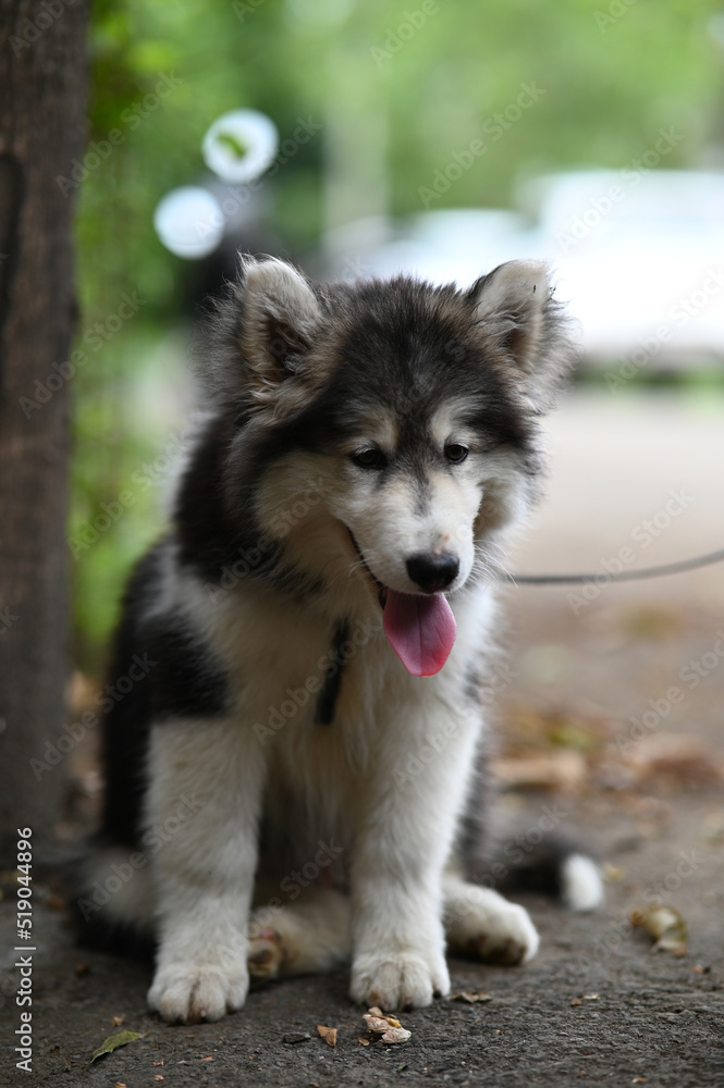 siberian husky dog in the park. Cute small baby. Domestic wolf dog husky. Winter dog. Lovely puppy photography. Wallpaper with puppy. Husky puppy photography siberian husky dog in the park. Cute small baby. Domestic wolf dog husky. Winter dog. Lovely puppy photography. Wallpaper with puppy. Husky puppy photography