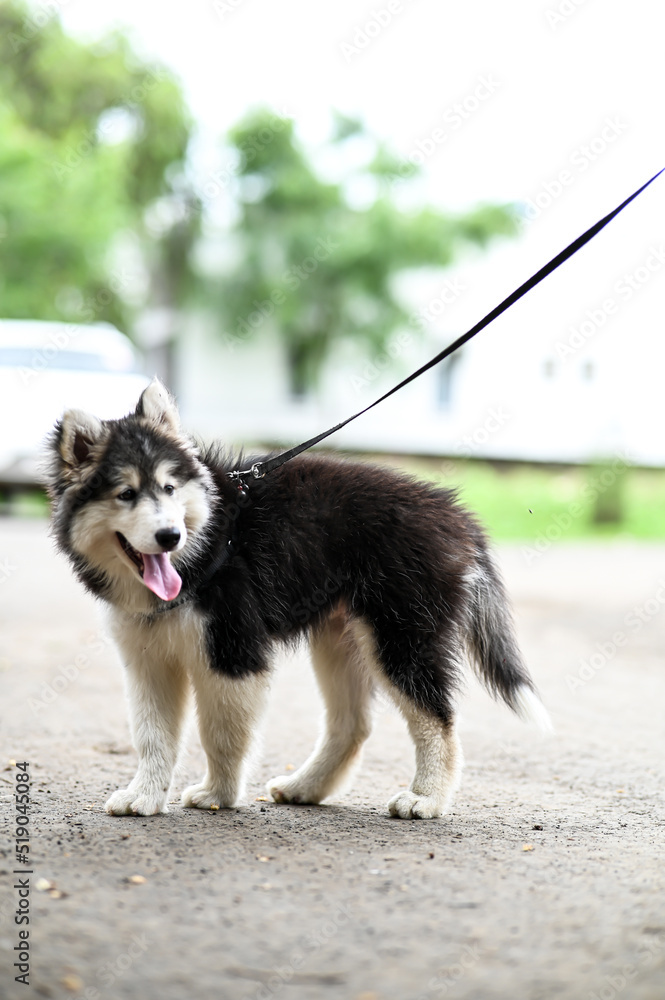 siberian husky puppy walks with leash in the park. Lovely Puppy of husky. Puppy Dog. Wallpaper With Puppy. Pet animal photography siberian husky puppy walks with leash in the park. Lovely Puppy of husky. Puppy Dog. Wallpaper With Puppy. Pet animal photography