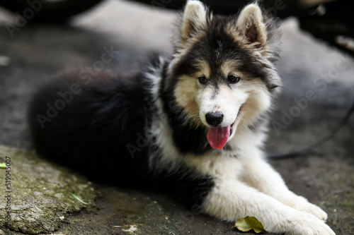 husky puppy portrait. Lovely Puppy of husky. Puppy Dog. Wallpaper With Puppy. Pet animal photography