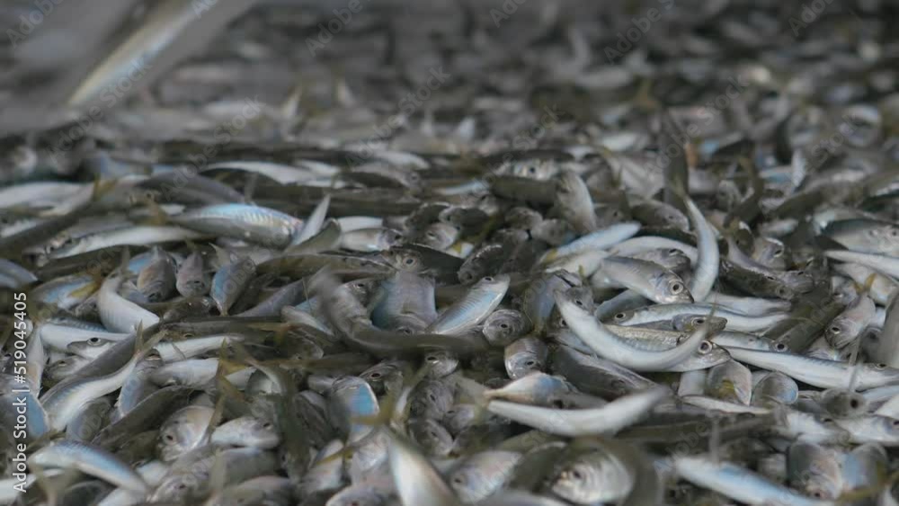 Horse mackerel fishes are seen in a large number. Still alive right after the trawlers net drawn back into yard. Black Sea. Horse mackerel fishes are seen in a large number. Still alive right after the trawlers net drawn back into yard. Black Sea.