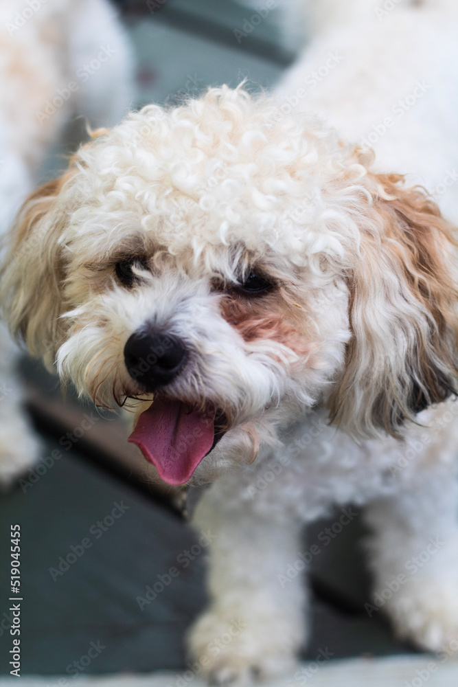 Poodle Portrait