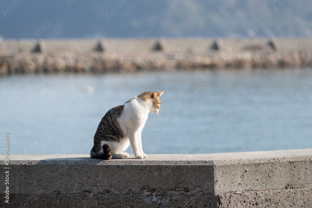Fototapeta premium 座っている猫 キジトラ白