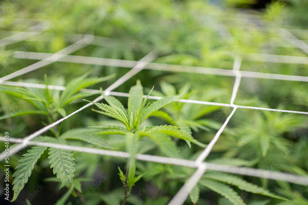 Marijuana, hemp or cannabis plant leaves farm lab. Organic product in laboratory in technology medical, healthcare, research concept. Natural food. Ganja Marijuana, hemp or cannabis plant leaves farm lab. Organic product in laboratory in technology medical, healthcare, research concept. Natural food. Ganja