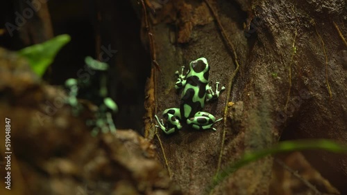 Closeup Of Green-and-Black Poison Dart Frog On Tree. photo
