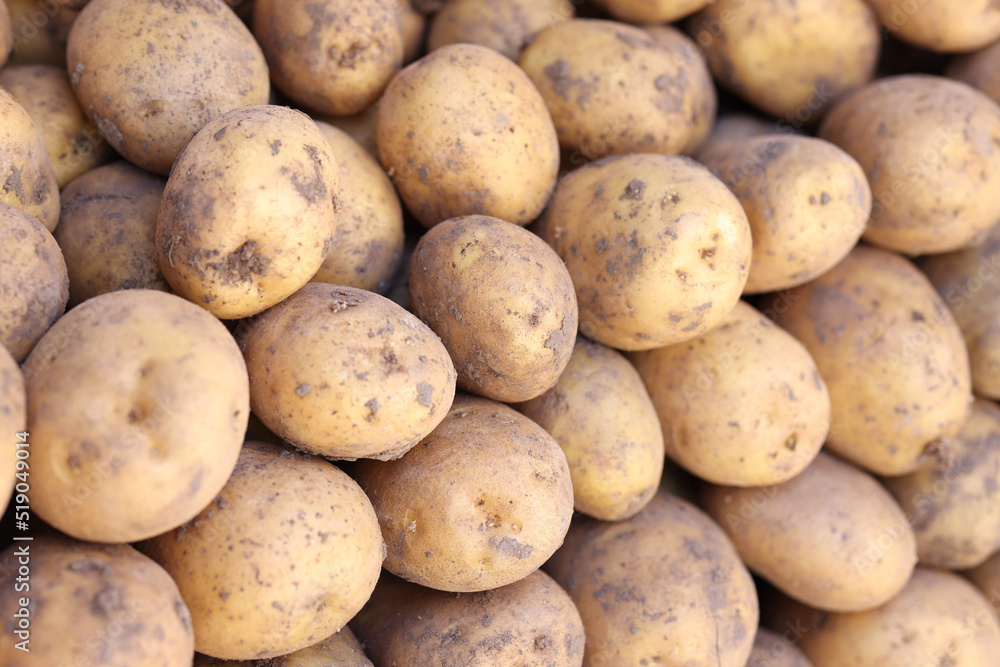 Bunch of fresh potatoes at market showcase Bunch of fresh potatoes at market showcase