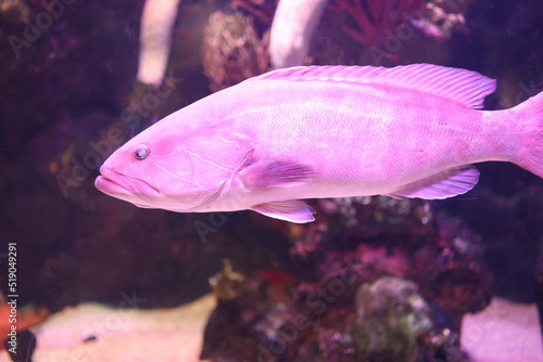 Fototapeta Naklejka Na Ścianę i Meble -  undersea world and coral reef scene background, nice violet fish in aquarium