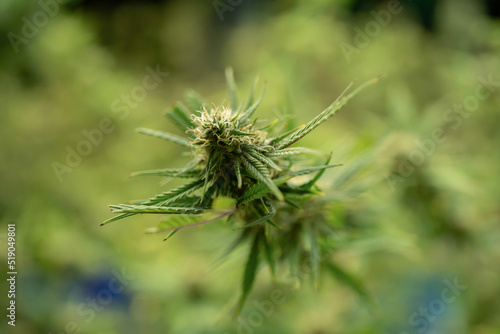 Marijuana  hemp or cannabis plant leaves farm lab. Organic product in laboratory in technology medical  healthcare  research concept. Natural food. Ganja