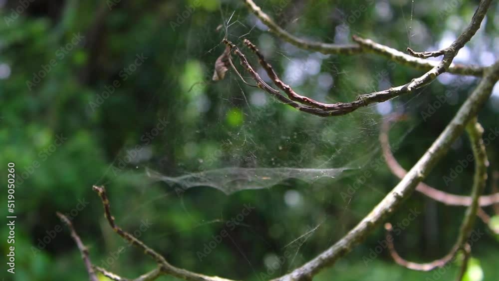 Spider web in the jungle, concept stock video footage Spider web in the jungle, concept stock video footage