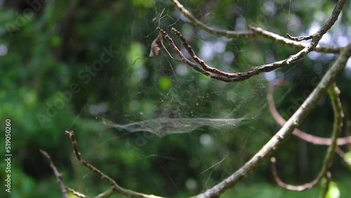 Spider web in the jungle, concept stock video footage