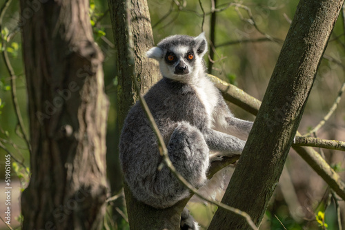 In a tree there is a Ring-tailed Lemur