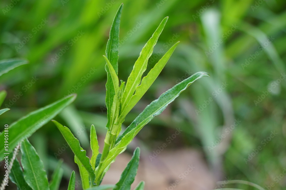 Sonchus Arvensis (Perennial sow, field milk thistle, field sowthistle, tempuyung, corn sow thistle, dindle, gutweed, swine thistle, tree sow thistle). Beneficial for wounds, cancer, cough. Sonchus Arvensis (Perennial sow, field milk thistle, field sowthistle, tempuyung, corn sow thistle, dindle, gutweed, swine thistle, tree sow thistle). Beneficial for wounds, cancer, cough.